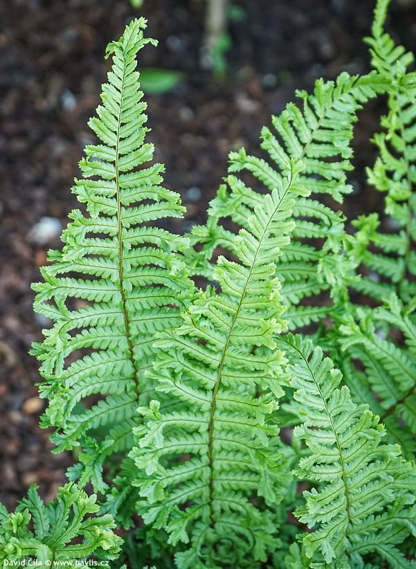 Dryopteris affinis Cristata the King