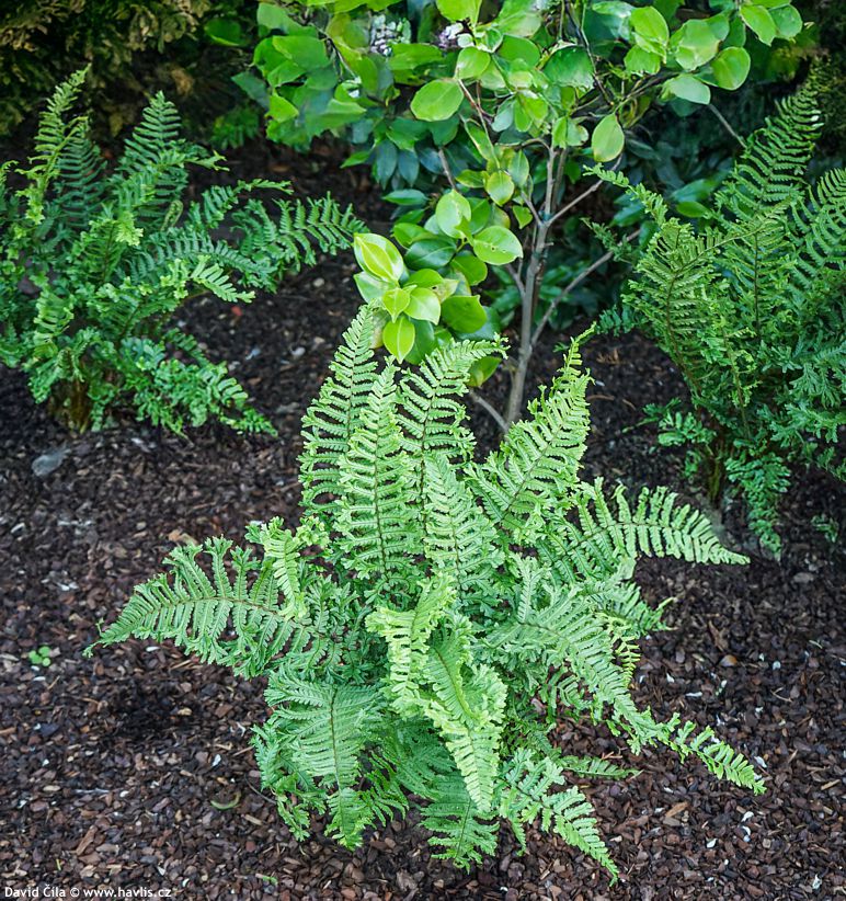 Dryopteris affinis Cristata the King