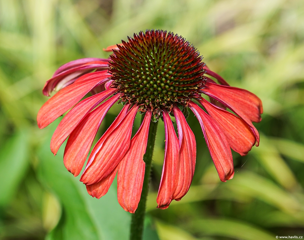 Echinacea Sunseekers Coral 2024 David (1).jpg