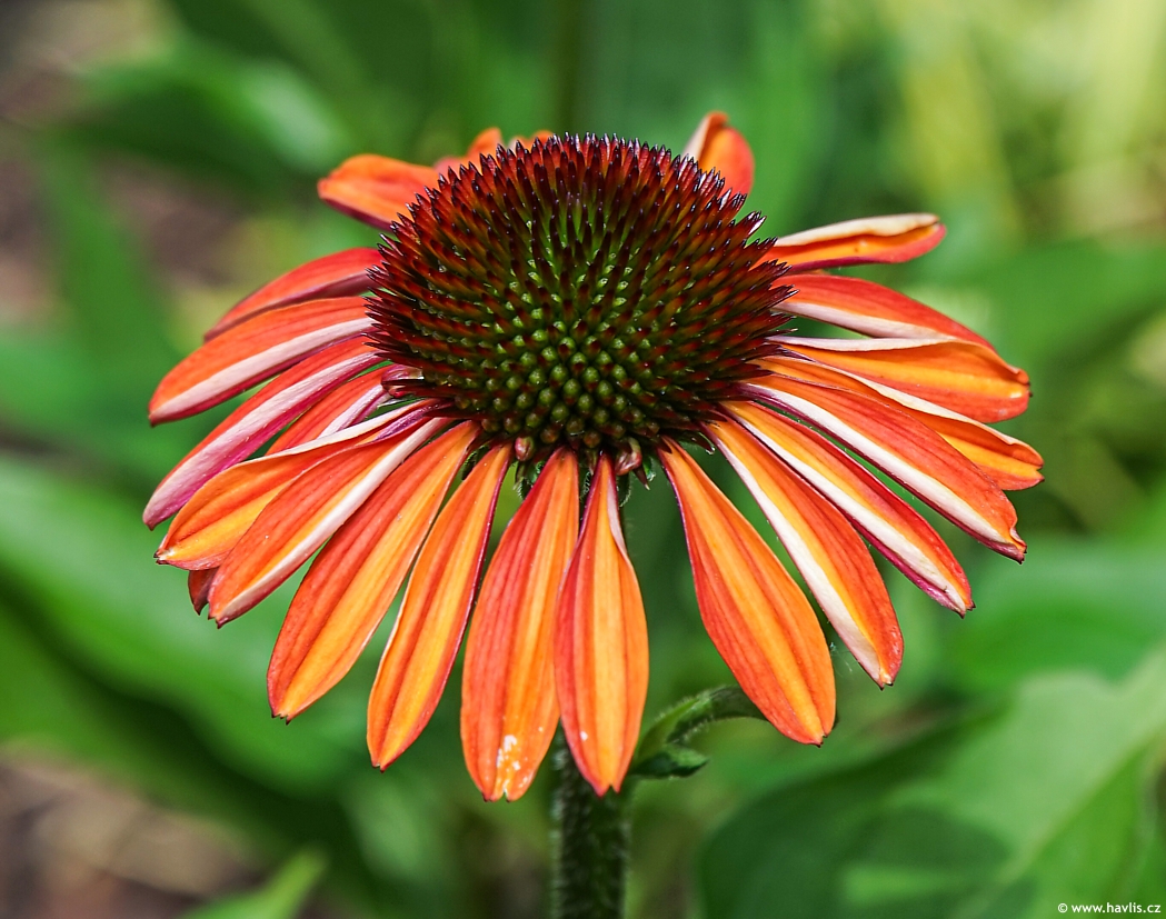 Echinacea Sunseekers Coral 2024 David (2).jpg
