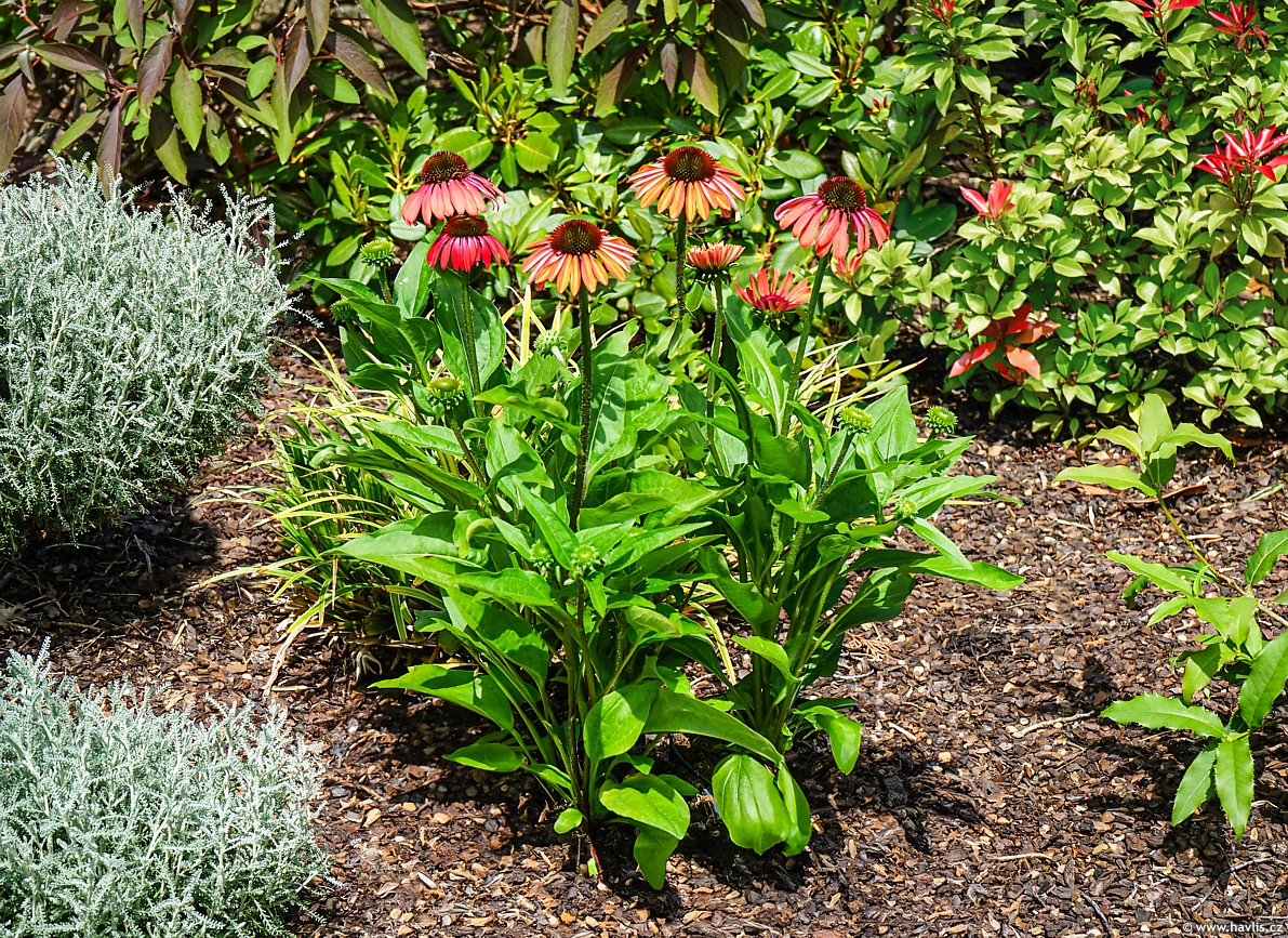 Echinacea Sunseekers Coral 2024 David edit.jpg