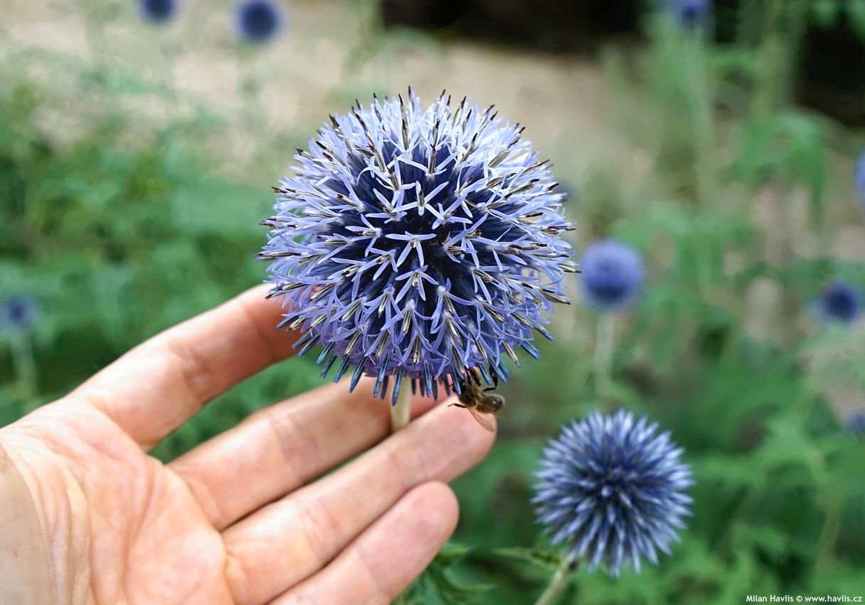 Echinops ritro 2023 1.jpg