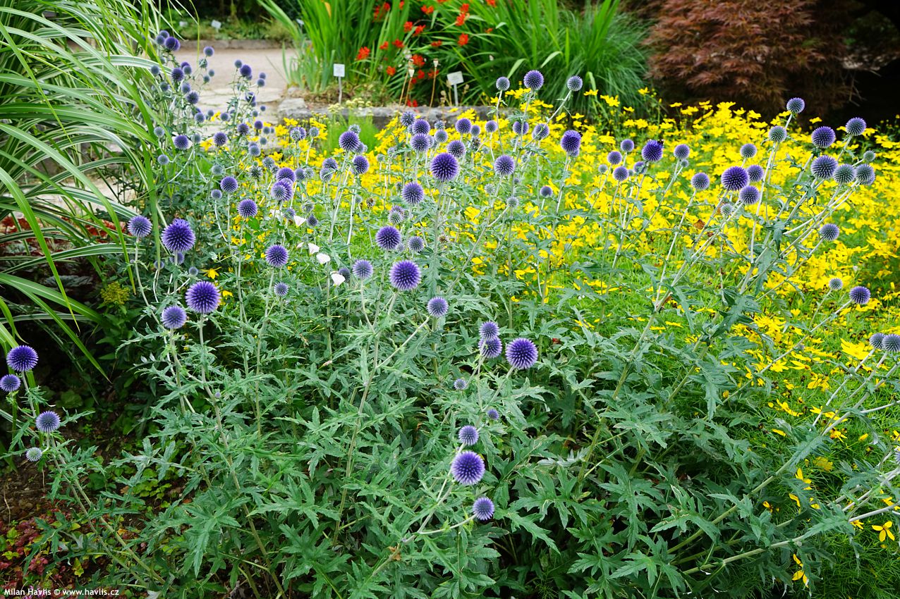 Echinops ritro 2023 11.jpg