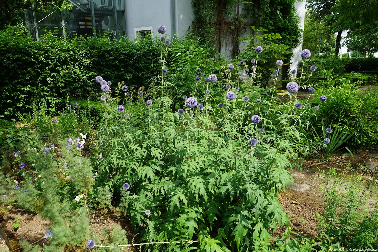 Echinops ritro 2023 3.jpg