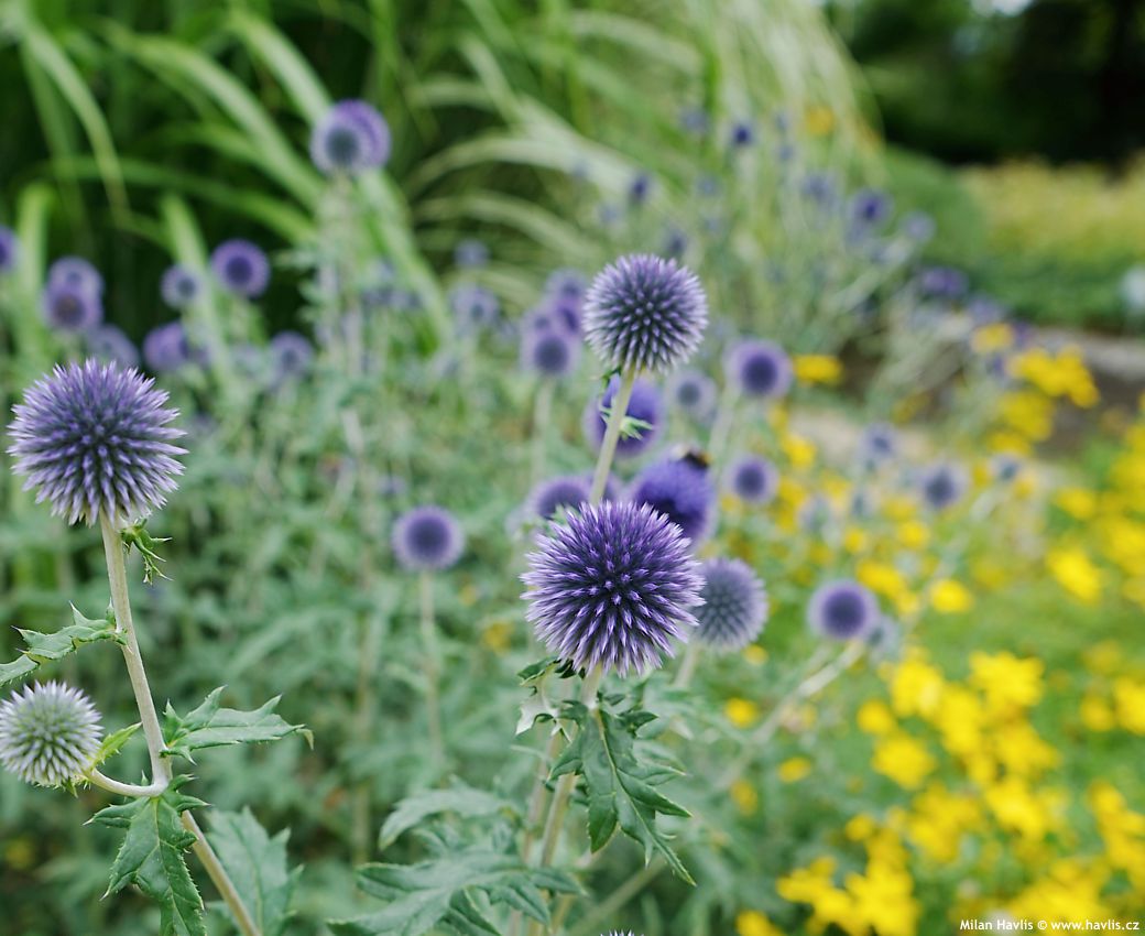 Echinops ritro 2023 9.jpg
