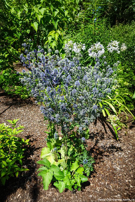 Eryngium planum 2024 David (2) copy.jpg