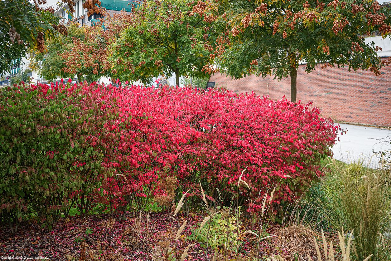 Euonymus alatus Compactus