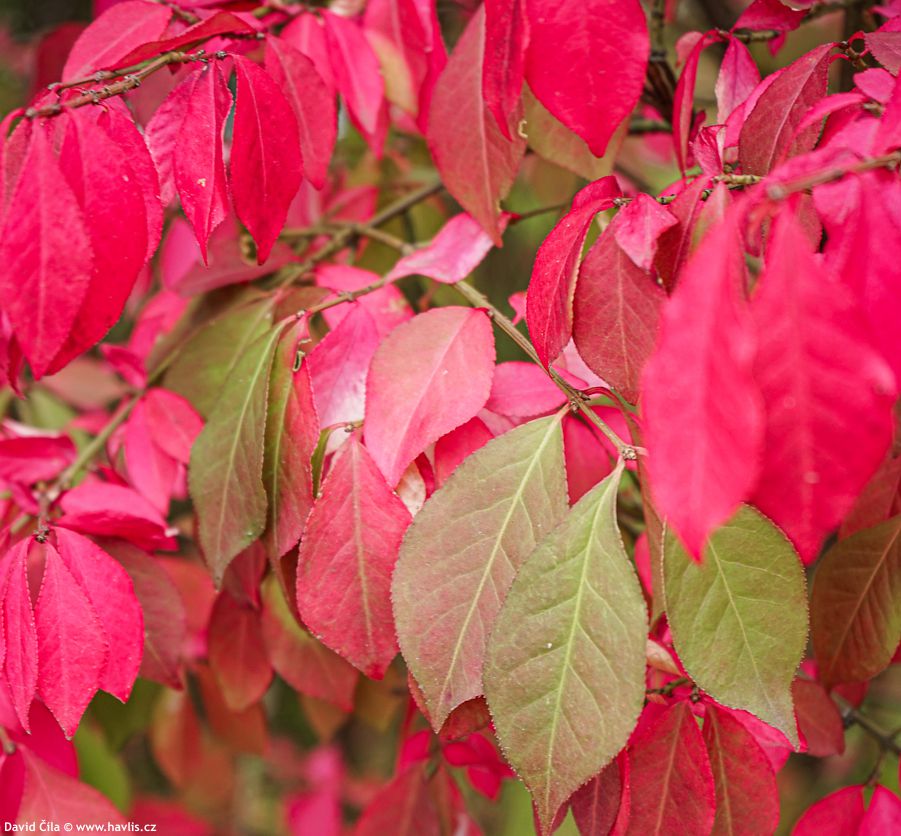 Euonymus alatus Compactus