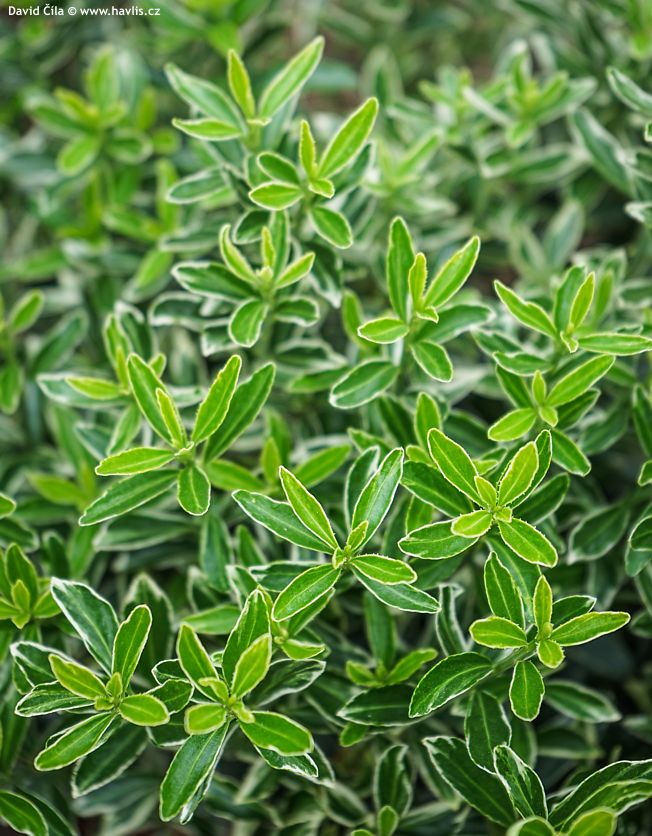 Euonymus japonicus Microphyllus Albovariegatus
