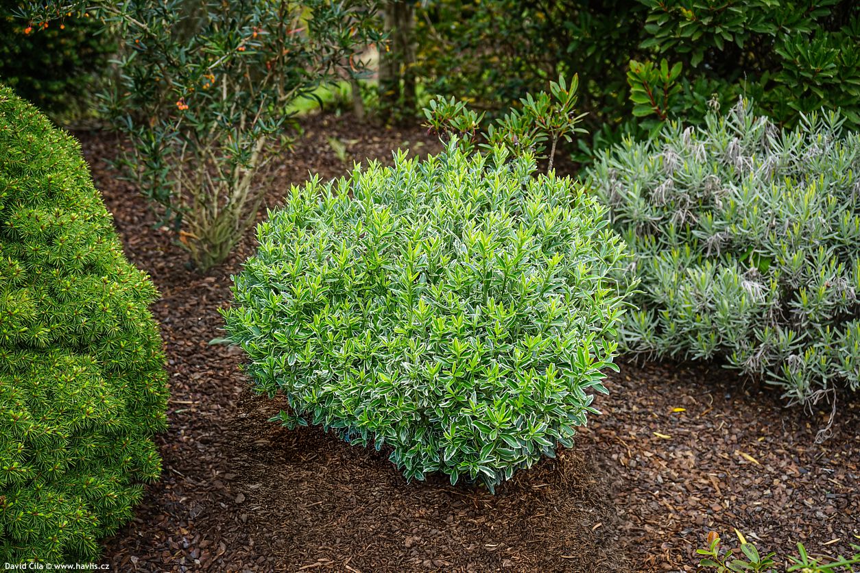 Euonymus japonicus Microphyllus Albovariegatus