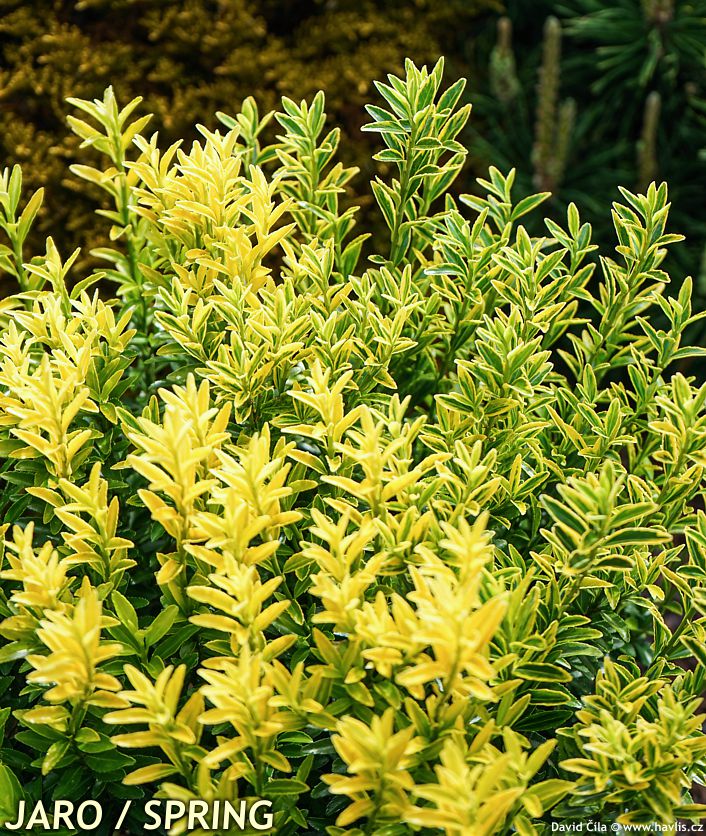 Euonymus japonicus microphyllus a
