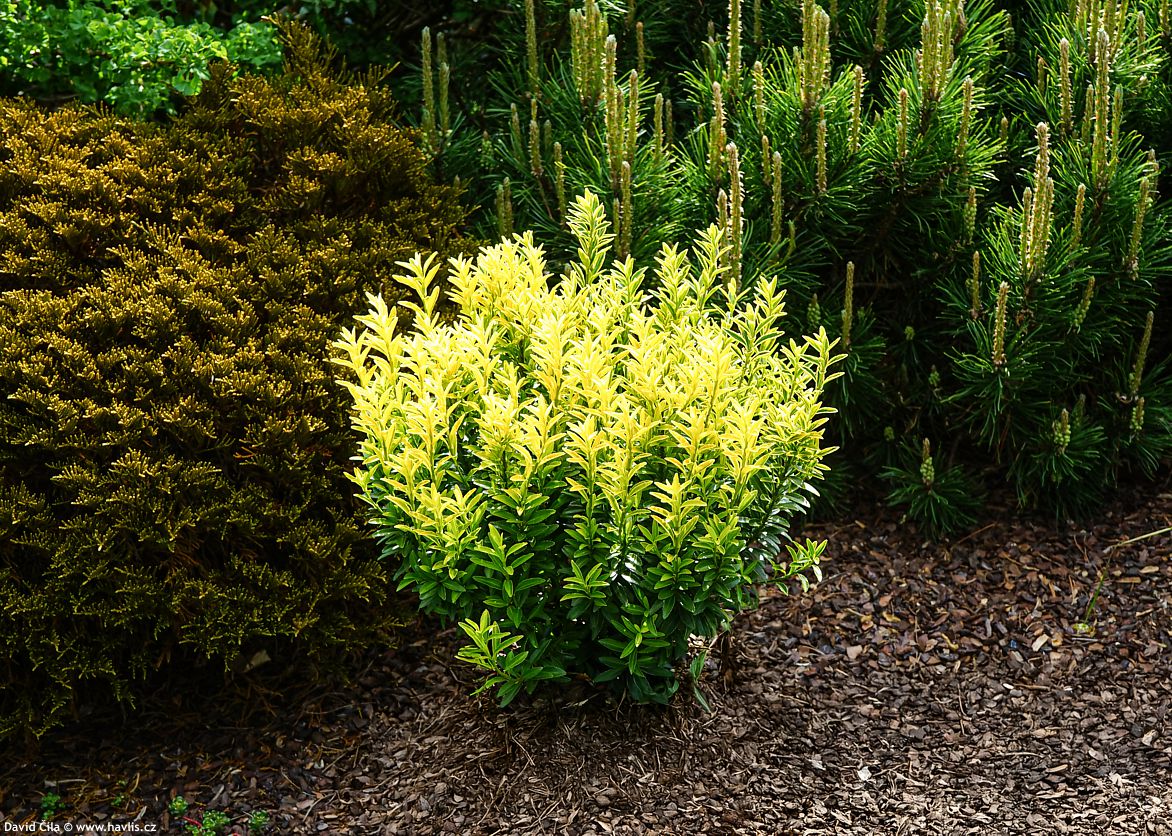 Euonymus japonicus microphyllus a