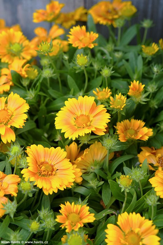 Gaillardia aristata SpinTop Mango (2) 2023 David.jpg