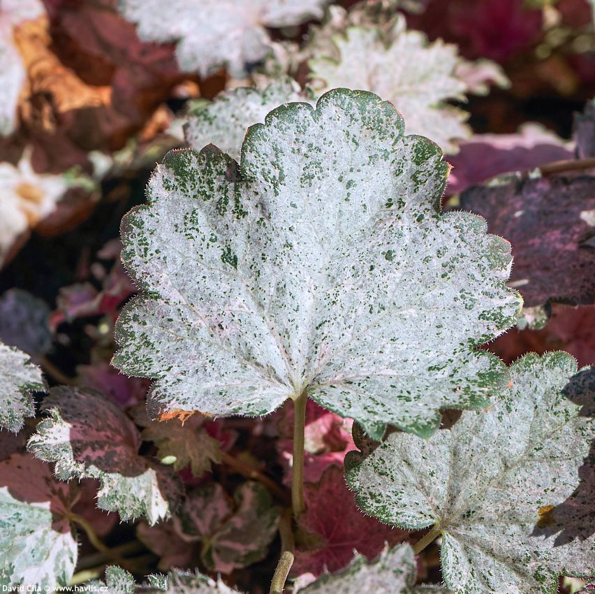 Heuchera Pinky Panky