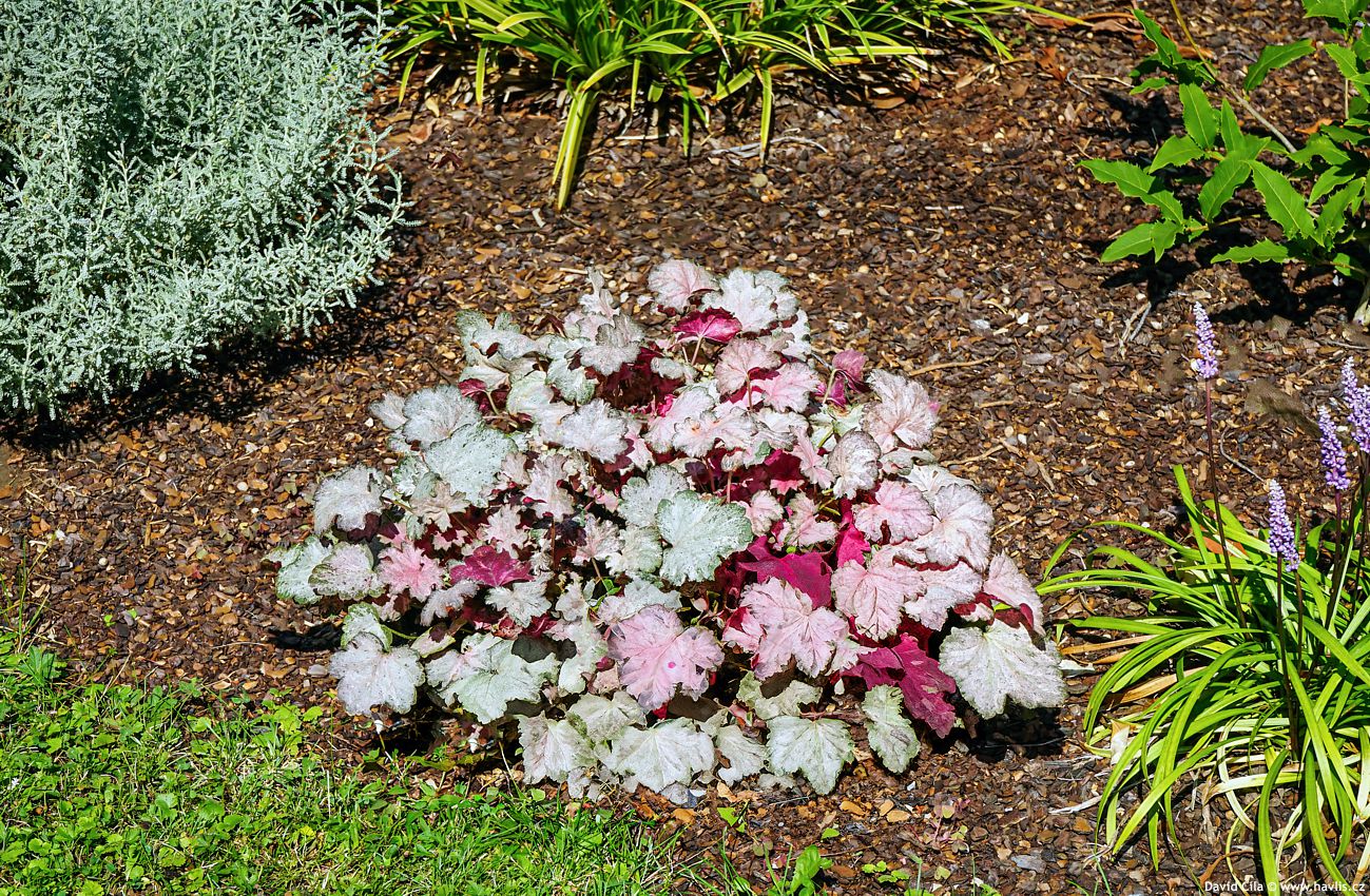 Heuchera Pinky Panky