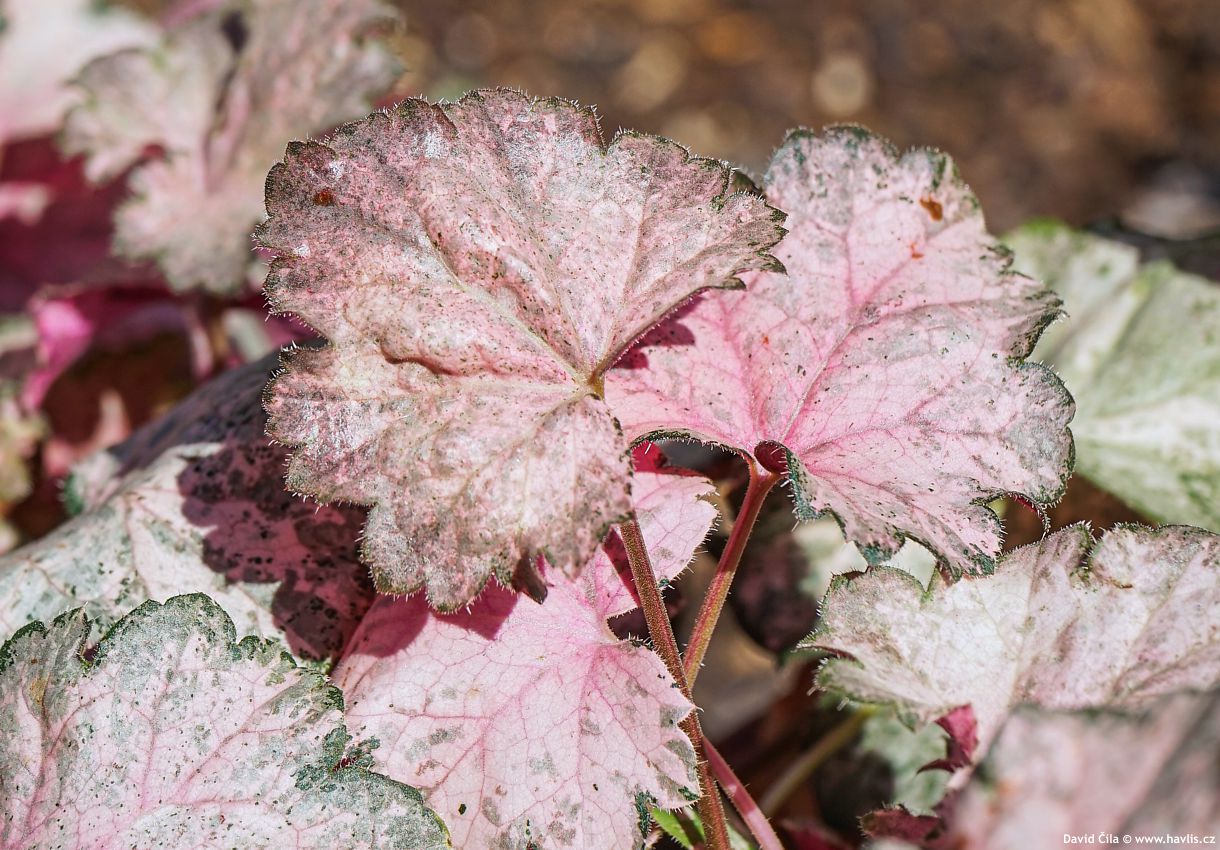 Heuchera Pinky Panky
