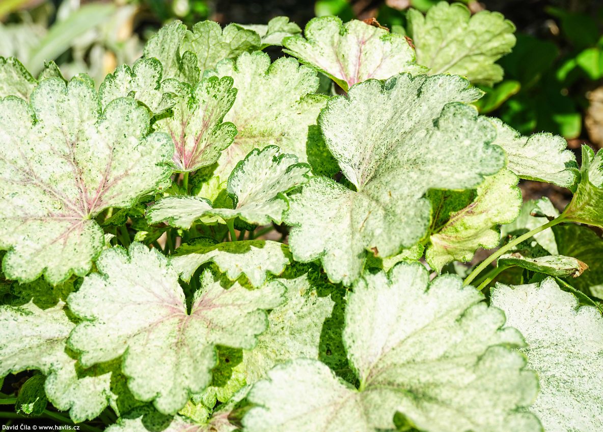 Heuchera Snowy Panky