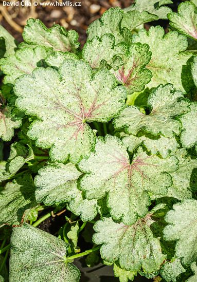 Heuchera 'SNOWY PANKY'