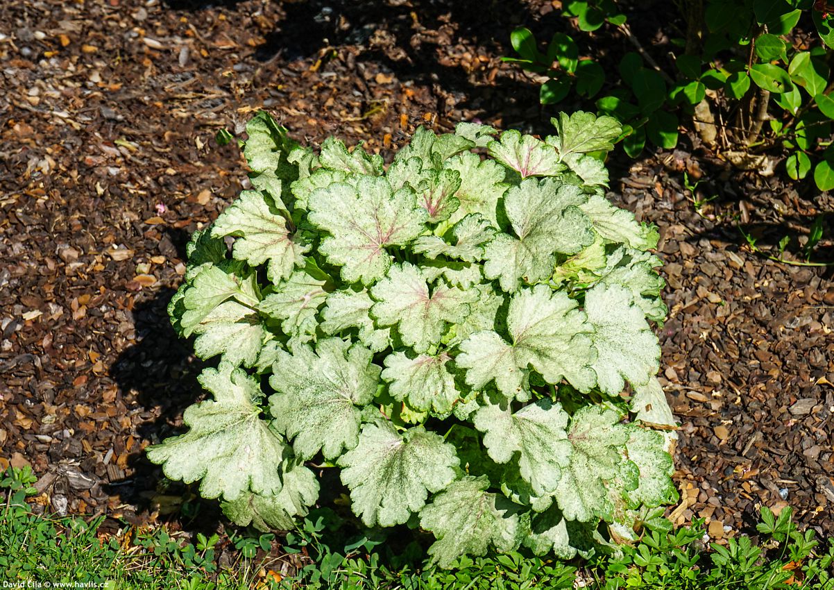 Heuchera Snowy Panky