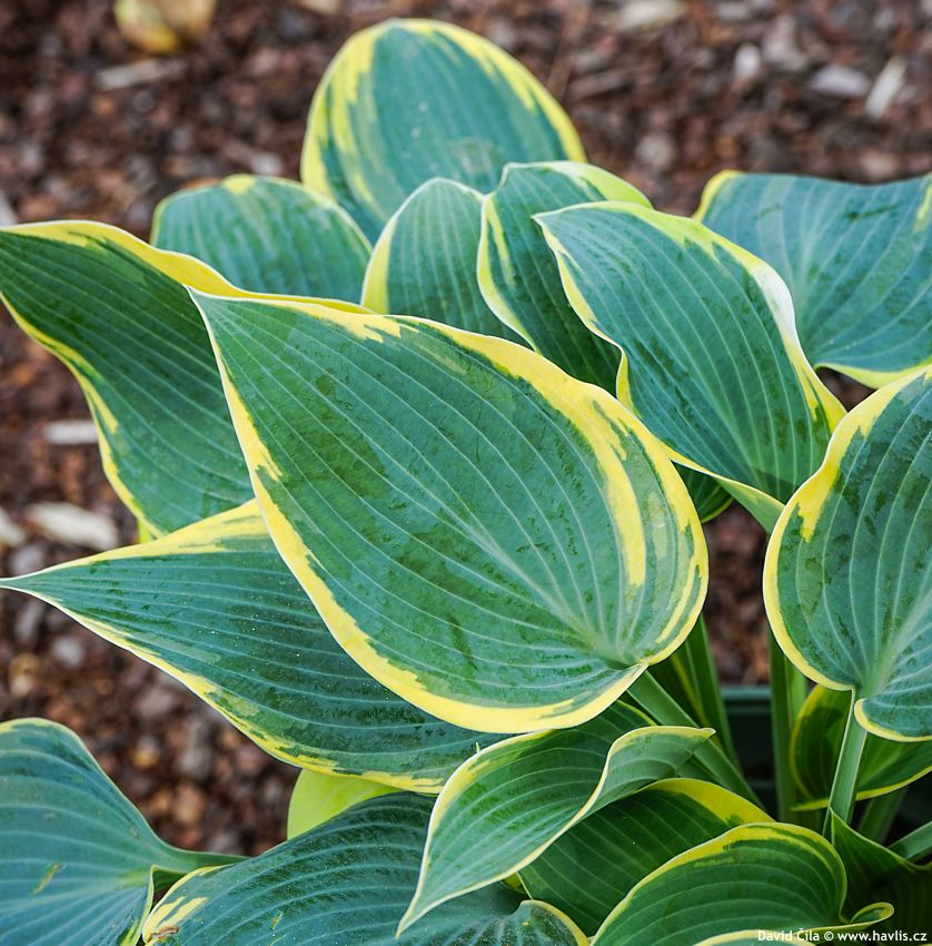Hosta Queen Josephine