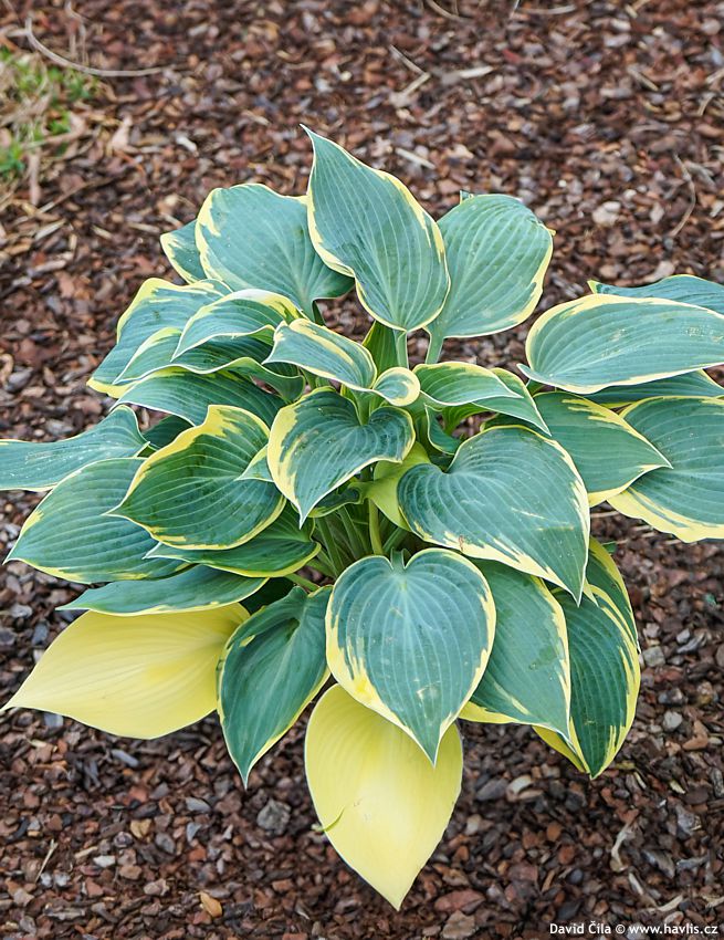 Hosta Queen Josephine