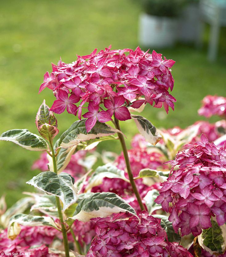 Hydrangea serratifolia Euphoria Pink