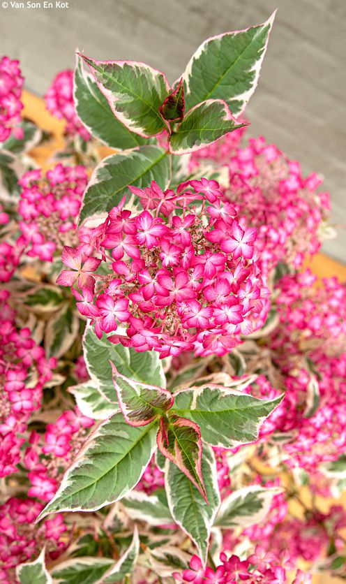 Hydrangea serratifolia Euphoria Pink