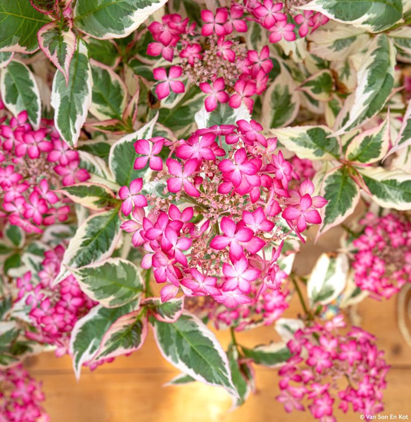 Hydrangea serratifolia Euphoria Pink