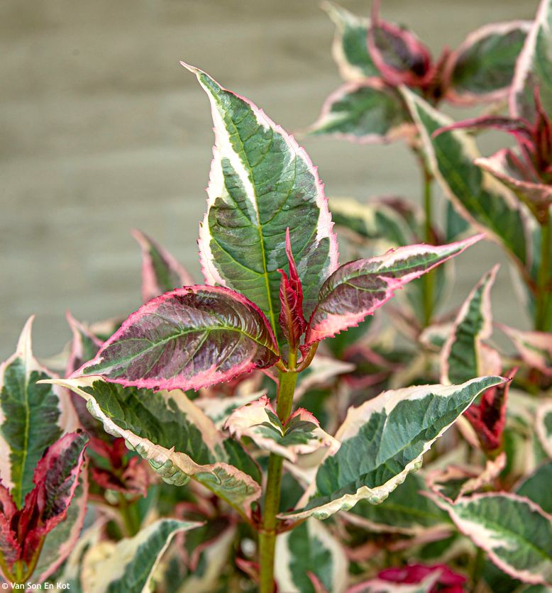 Hydrangea serratifolia Euphoria Pink
