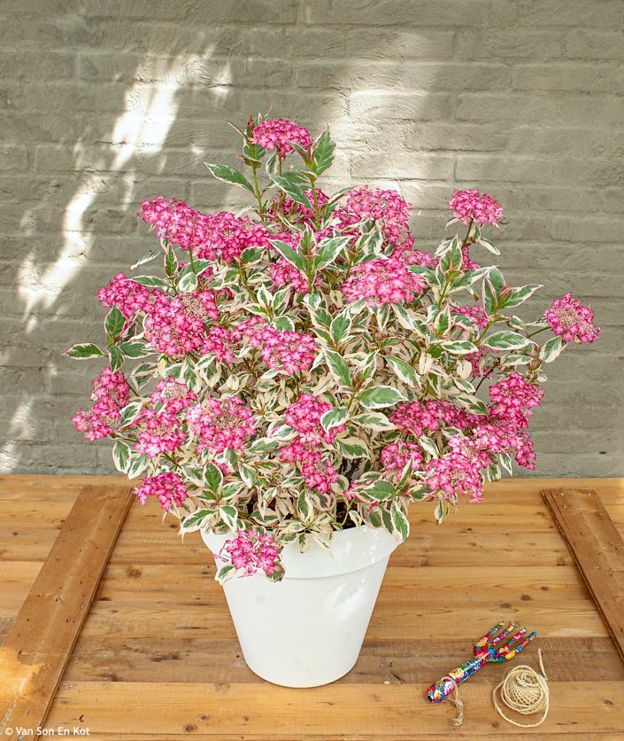 Hydrangea serratifolia Euphoria Pink