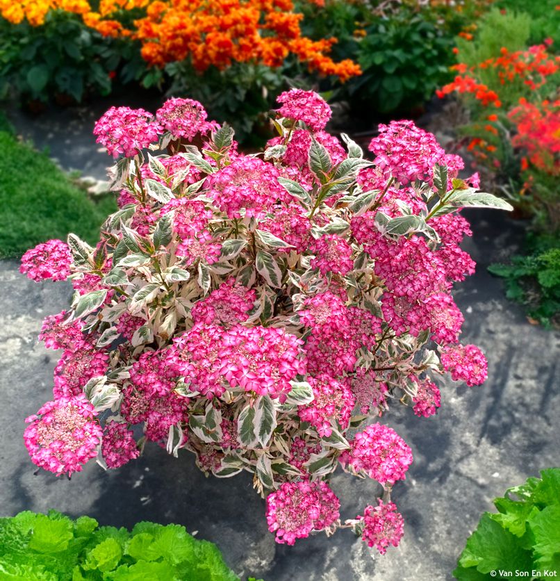 Hydrangea serratifolia Euphoria Pink