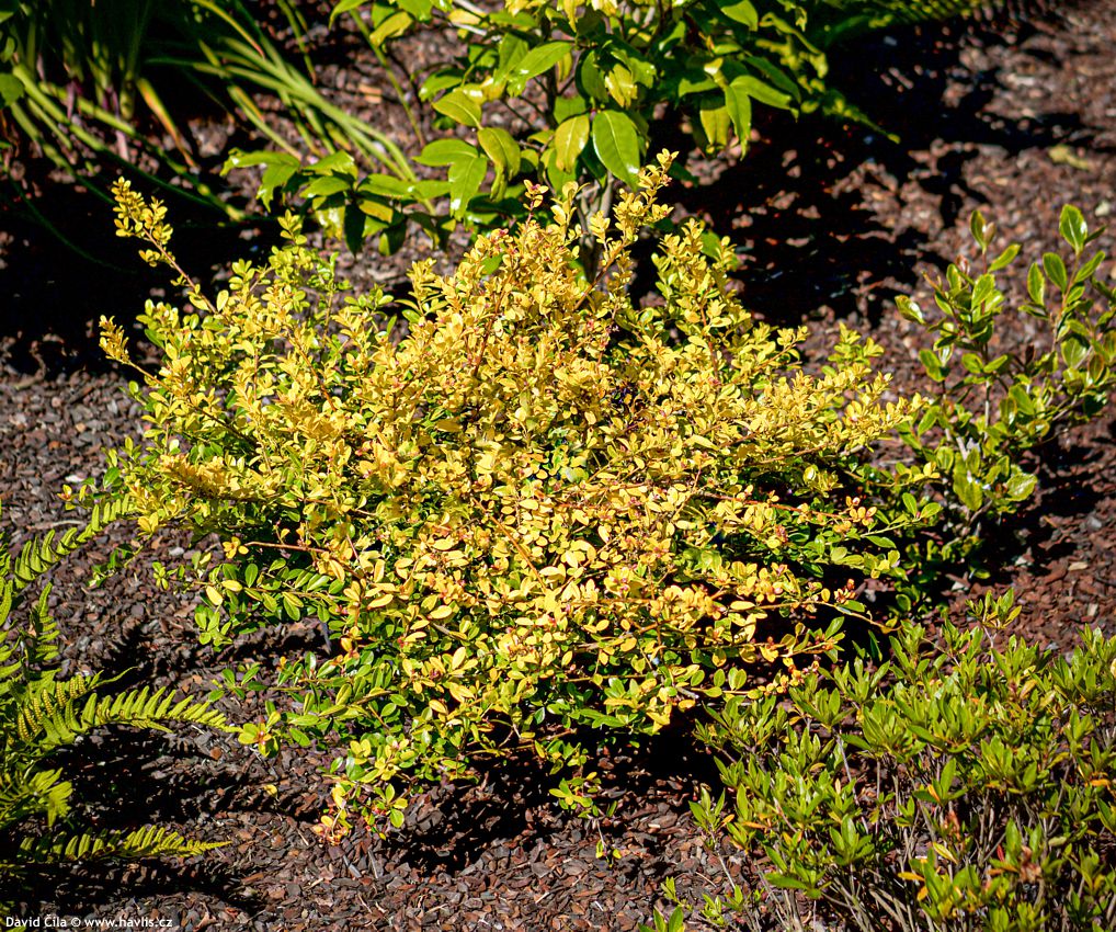 Ilex crenata Golden Gem 2023 David 12.jpg