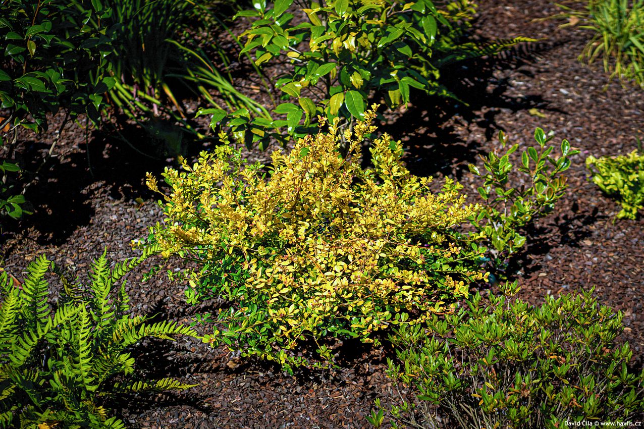 Ilex crenata Golden Gem 2023 David 13.jpg