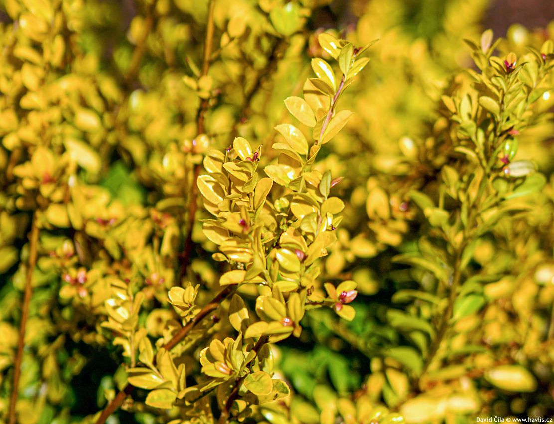 Ilex crenata Golden Gem 2023 David 16.jpg