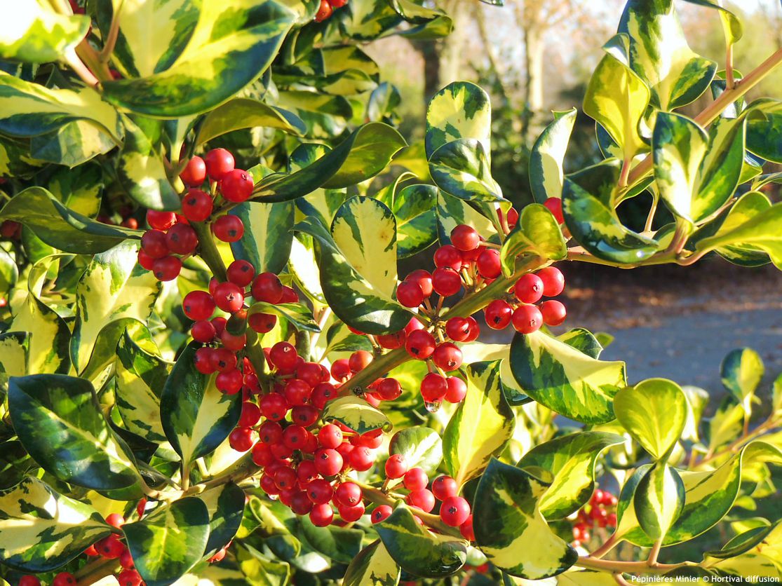 Ilex x altaclerensis Ripley Gold