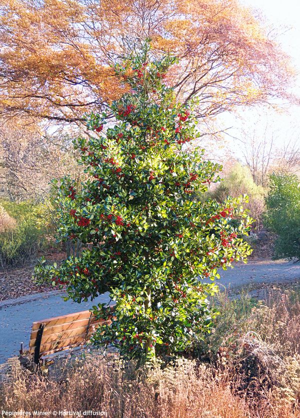 Ilex x altaclerensis Ripley Gold