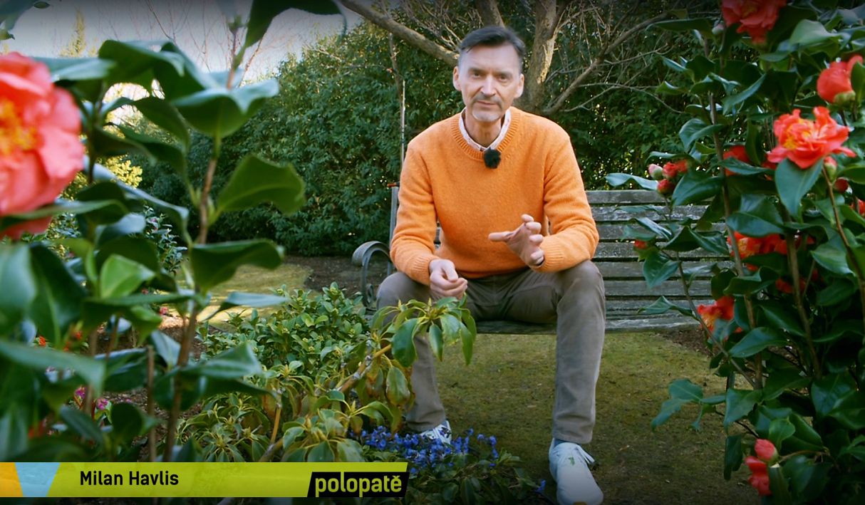 Pojďte s námi koukat na telku 📺🌿 Kamélie.