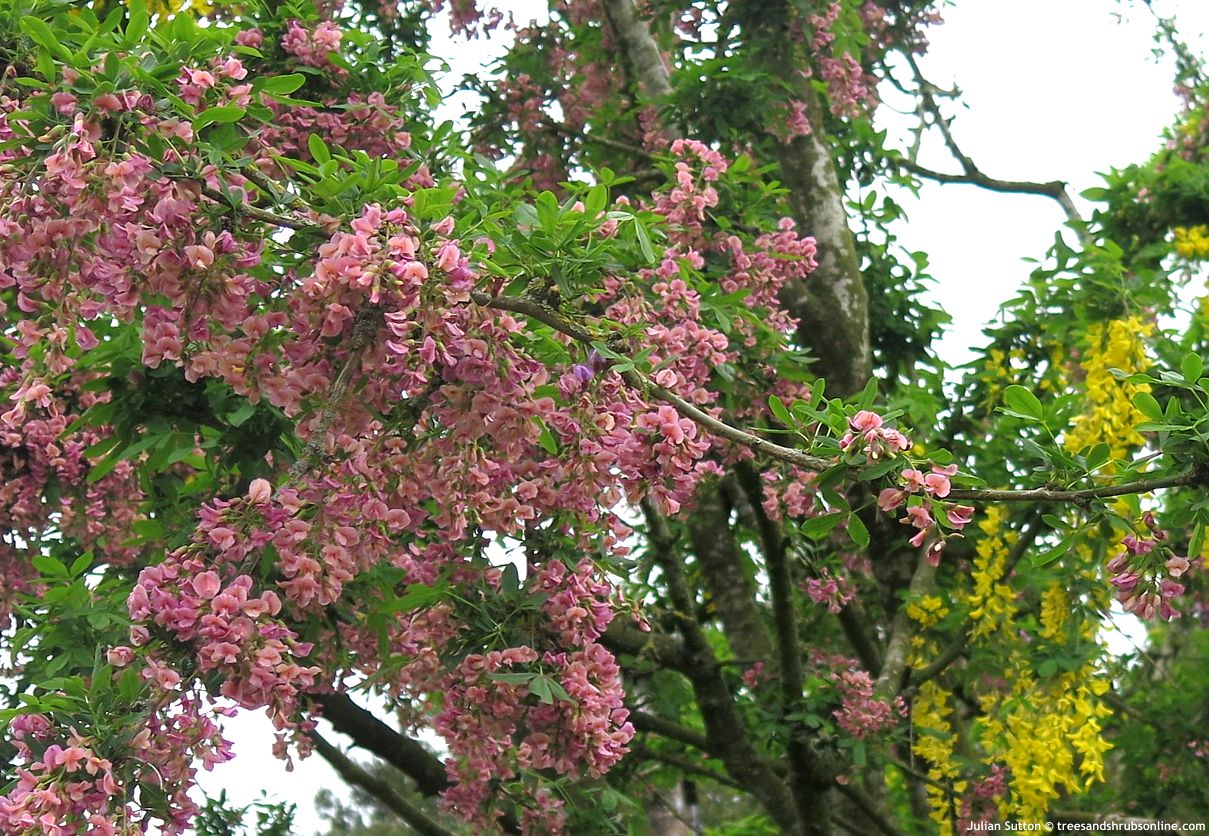 Laburnocytisus adamii TASO Julian Sutton 1.jpg