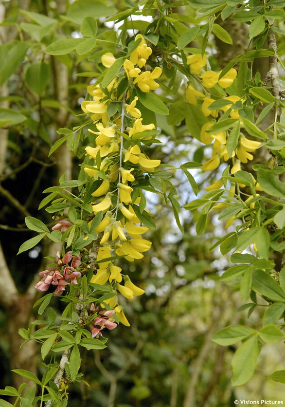 Laburnocytisus adamii