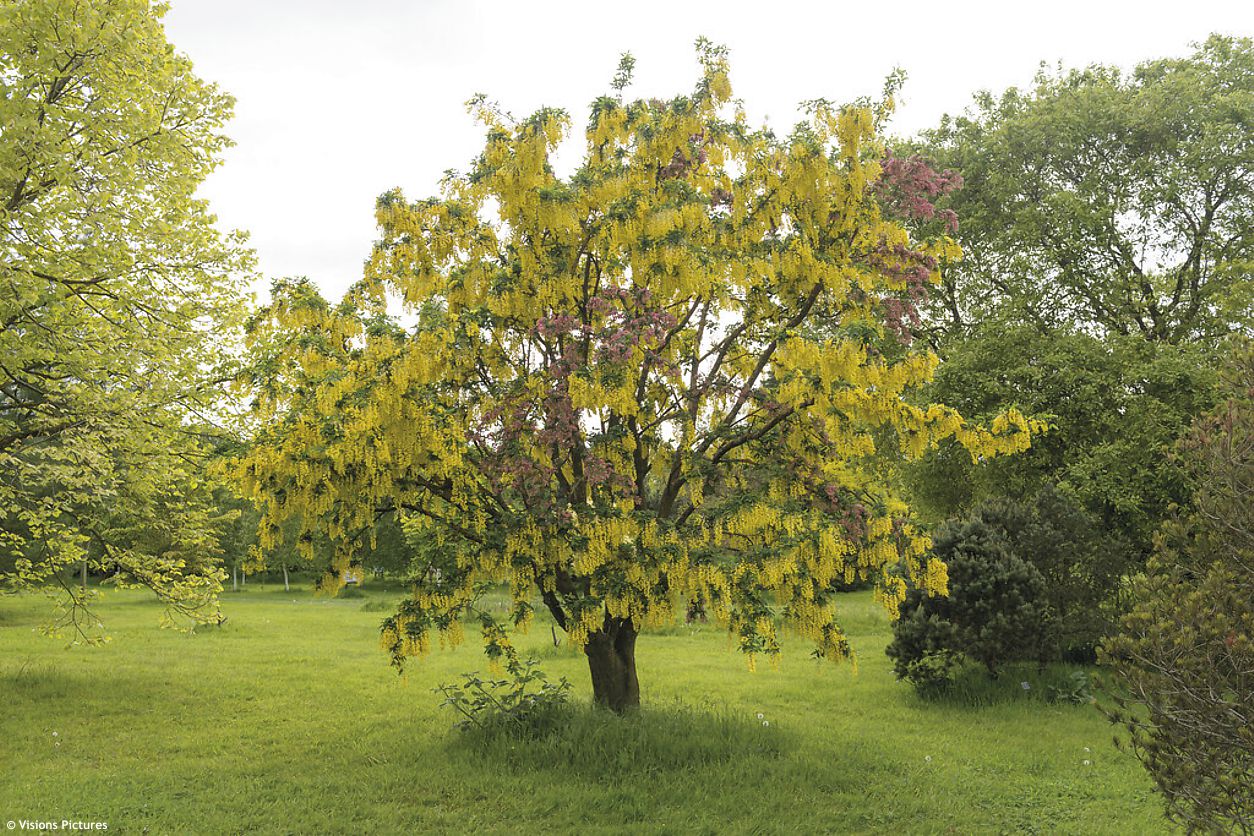 Laburnocytisus adamii