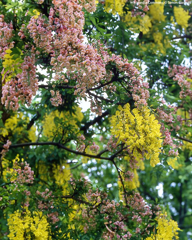 Laburnocytisus adamii