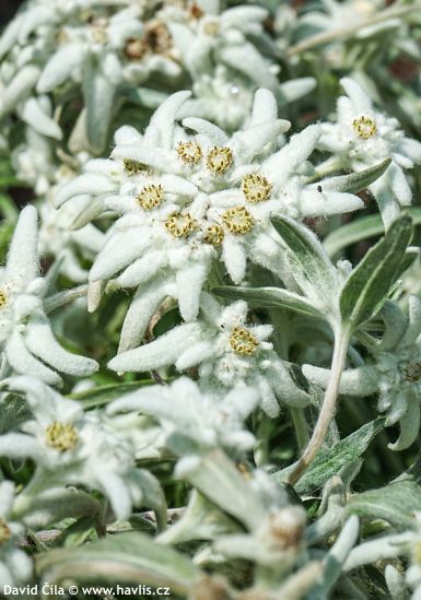 Leontopodium alpinum 'Berghman' BLOSSOM OF SNOW