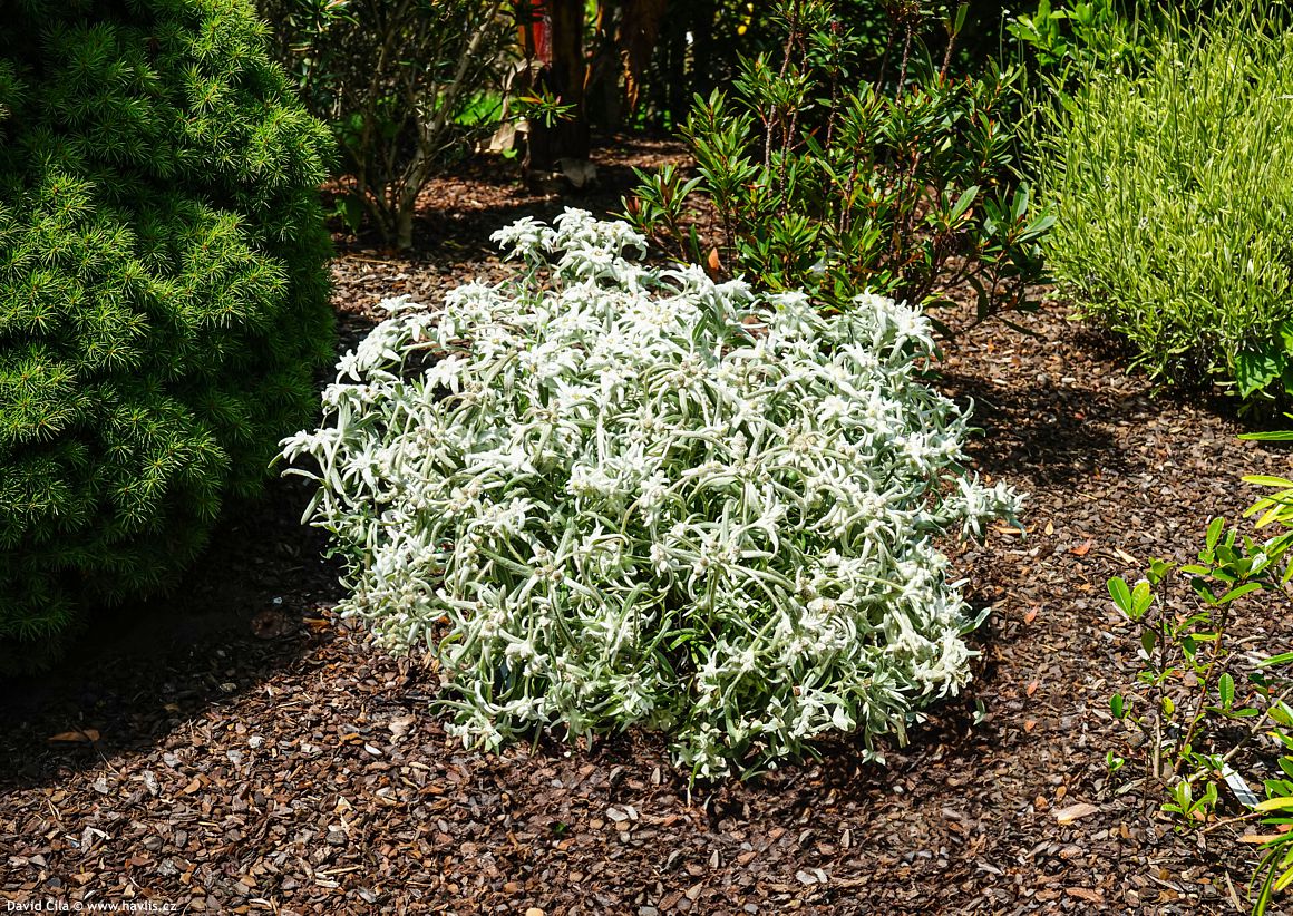 Leontopodium alpinum Blossom of Snow