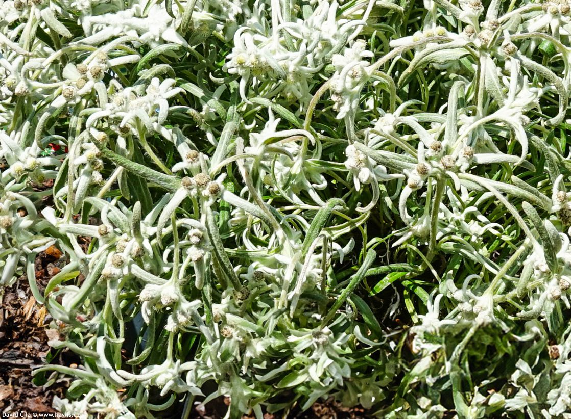 Leontopodium alpinum Blossom of Snow