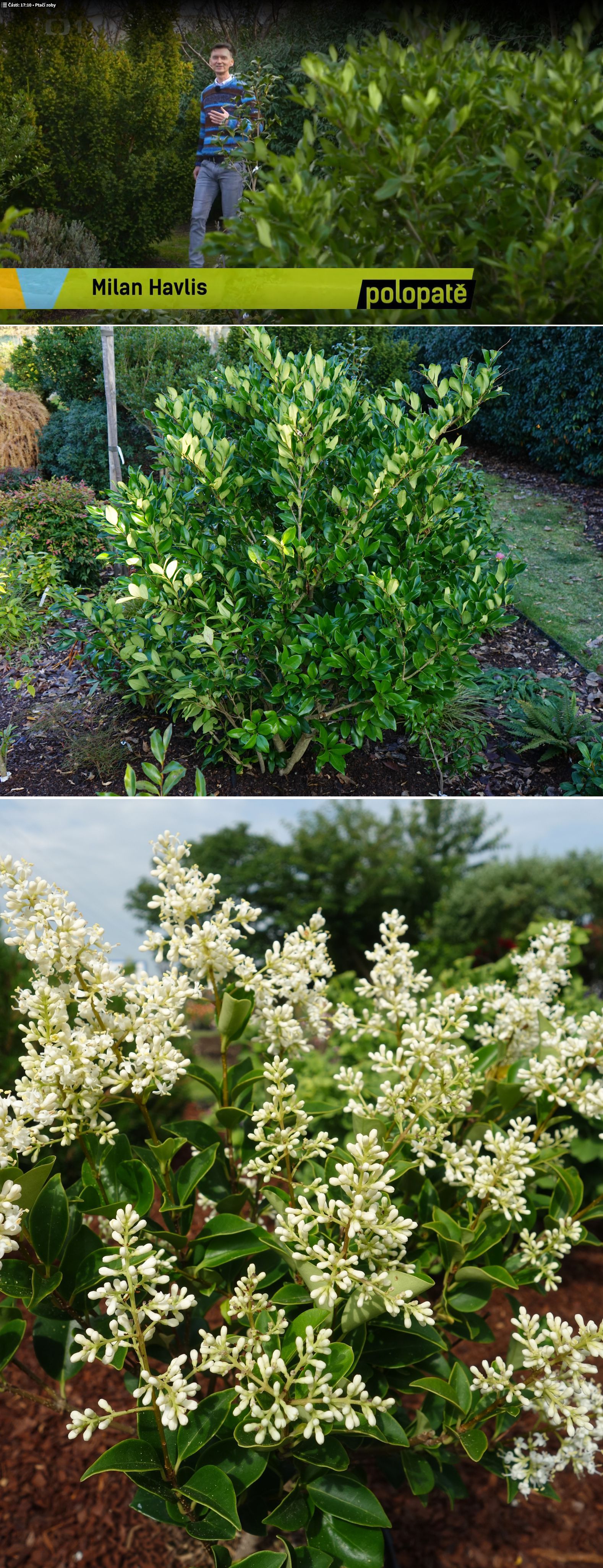 Ligustrum 2026 Polopatě