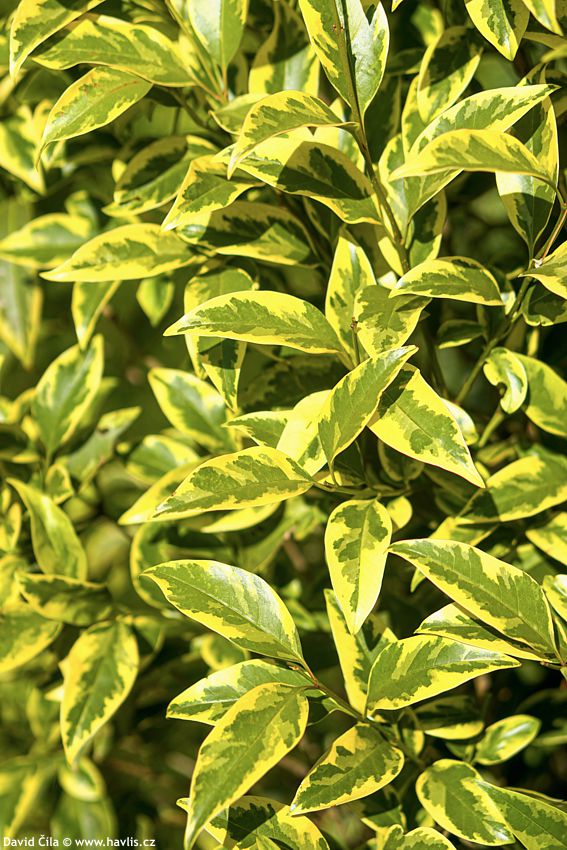 Ligustrum lucidum Excelsum Superbum