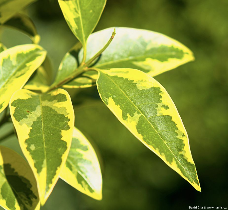 Ligustrum lucidum Excelsum Superbum