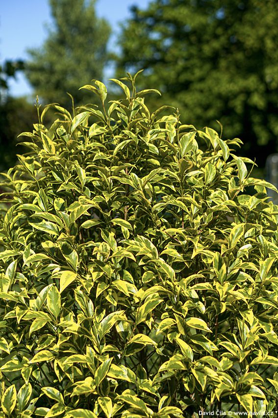 Ligustrum lucidum Excelsum Superbum