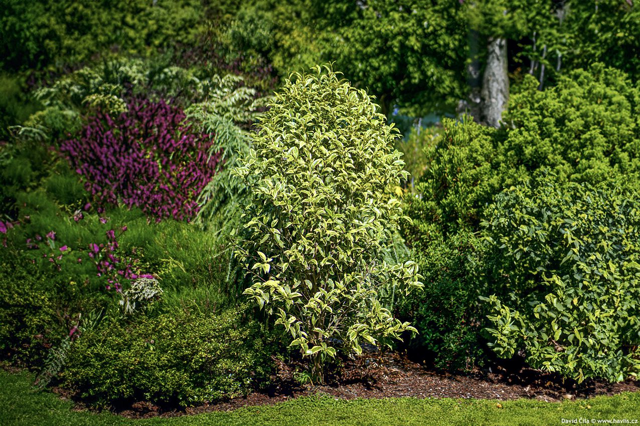 Ligustrum lucidum Excelsum Superbum