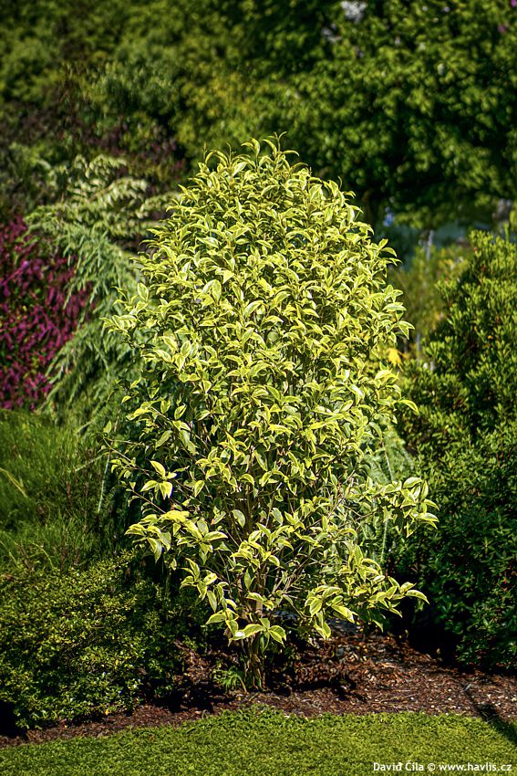 Ligustrum lucidum Excelsum Superbum